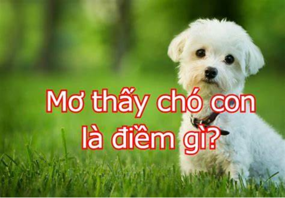 Giải mã điềm báo của giấc mơ mơ thấy đàn chó con