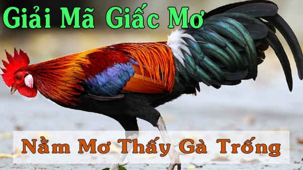 Bí mật giấc mơ thấy gà trống A-Z. Chốt ngay con này để về bờ an toàn