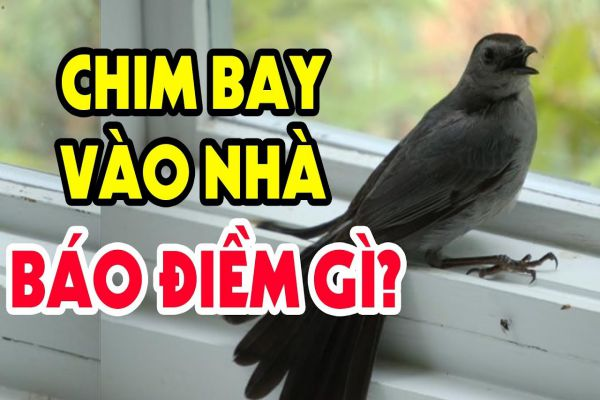 Giải mã giấc mơ chim bay vào nhà là điềm báo gì?