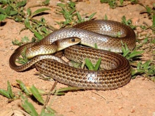 Đặc điểm của loài rắn