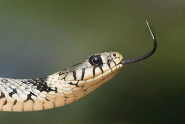 Giải mộng khi mơ thấy rắn cắn người khác cho số lộc lá nào?